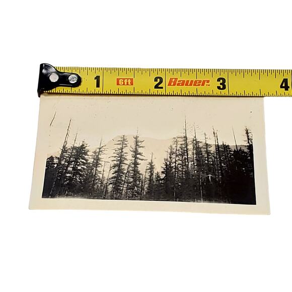 Vtg B&W Photo Found 1940 Alberta Canada Mountain Tree Tops Scenery Snapshot - Picture 4 of 4